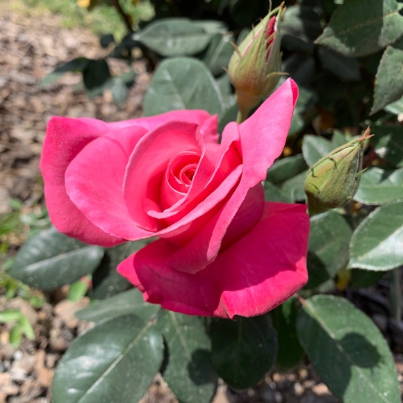 Meet your Posher, Kim - Picture 1 of 1